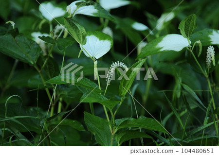 Hangeshou, which grows in watersides and marshes and has white leaves and flowers in summer Hangeshou, which grows in watersides and marshes and has white leaves and flowers in summer 104480651