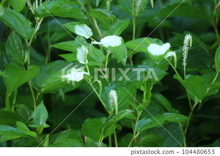 Hangeshou, which grows in watersides and marshes and has white leaves and flowers in summer 104480653
