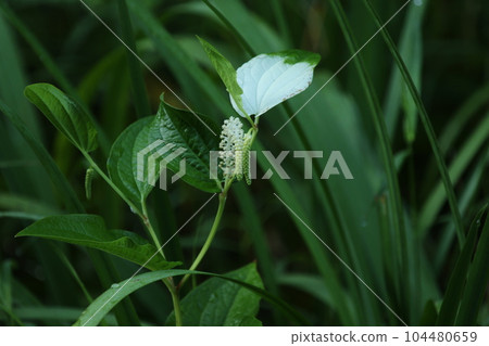 Hangeshou, which grows in watersides and marshes and has white leaves and flowers in summer 104480659