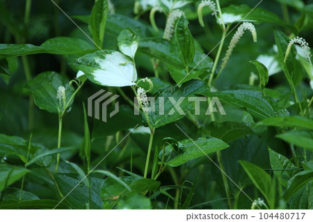 生長在水邊和沼澤地，夏天有白色的葉子和花朵的Hangeshou 104480717