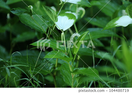 Hangeshou, which grows in watersides and marshes and has white leaves and flowers in summer Hangeshou, which grows in watersides and marshes and has white leaves and flowers in summer 104480719