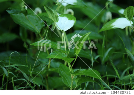 Hangeshou, which grows in watersides and marshes and has white leaves and flowers in summer Hangeshou, which grows in watersides and marshes and has white leaves and flowers in summer 104480721
