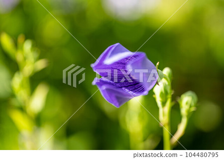 開花的風鈴草 開花的風鈴草 104480795