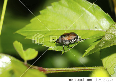 Legend Legend 104480798