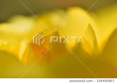 yellow rose in the sun 104480901