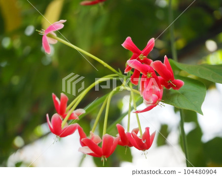 red shikunshi flowers red shikunshi flowers 104480904