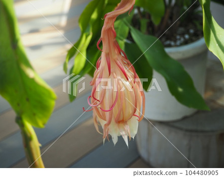 Lunar New Year's Flower Lunar New Year's Flower 104480905