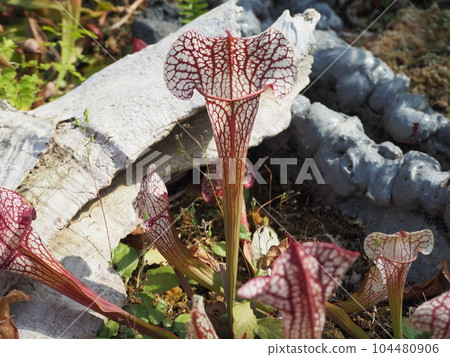 lively carnivorous plant lively carnivorous plant 104480906