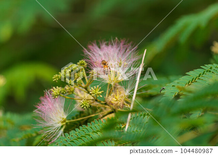 蓬鬆的絲綢樹花 104480987