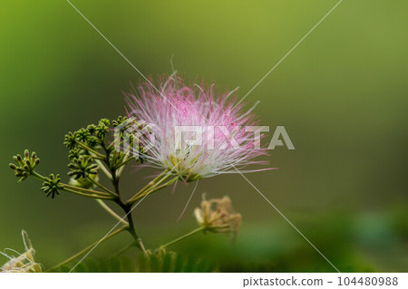 蓬鬆的絲綢樹花 104480988