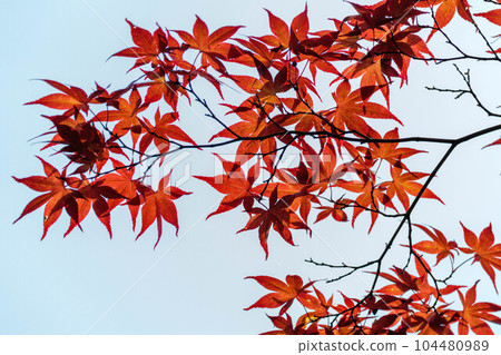 秋天的樹葉沐浴在陽光下 104480989