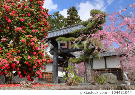 山梨縣南阿爾卑斯市上一之瀨 著名的賞櫻勝地高峰山妙靈寺 山梨縣南阿爾卑斯市上一之瀨 著名的賞櫻勝地高峰山妙靈寺 104481044