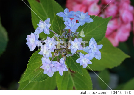繡球花Sumidanohana 繡球花Sumidanohana 104481138