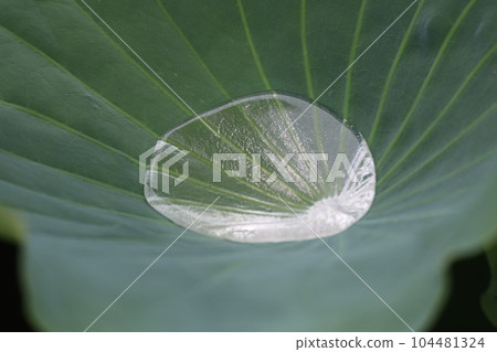 Puddle in lotus leaves Puddle in lotus leaves 104481324