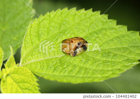 Yotsu Monkey Beetle Yotsu Monkey Beetle 104481402