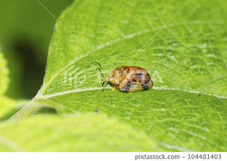 Yotsu Monkey Beetle 104481403