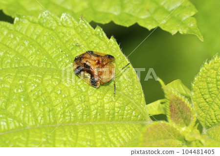 Yotsu Monkey Beetle 104481405