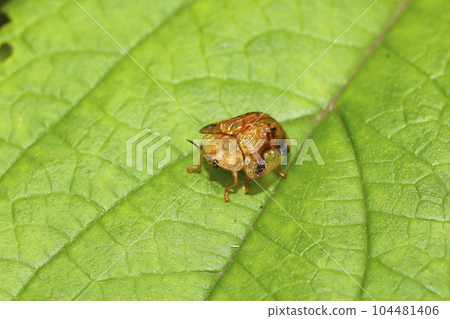 Yotsu Monkey Beetle Yotsu Monkey Beetle 104481406