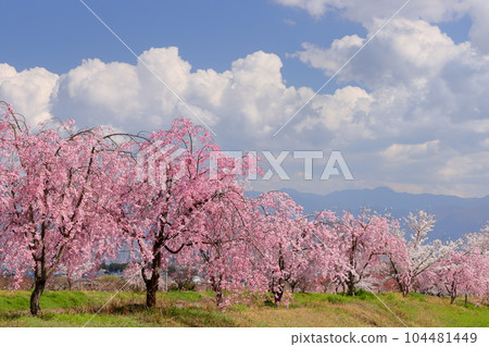 山梨縣南阿爾卑斯市倉田 大和川沿岸的紅西垂櫻等櫻花樹 104481449