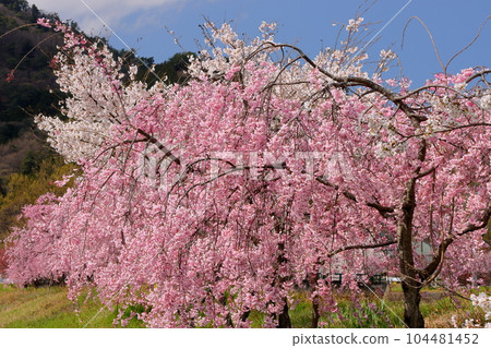 山梨縣南阿爾卑斯市倉田 大和川沿岸的紅西垂櫻等櫻花樹 山梨縣南阿爾卑斯市倉田 大和川沿岸的紅西垂櫻等櫻花樹 104481452