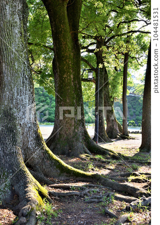 小田原城跡公園的大樹和陽光下的路燈 104481531