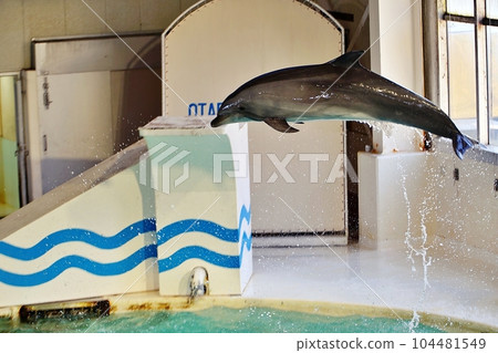 小樽水族館海豚表演風景 小樽水族館海豚表演風景 104481549