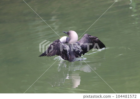 Shiroerio Oham 扇動翅膀 104481572