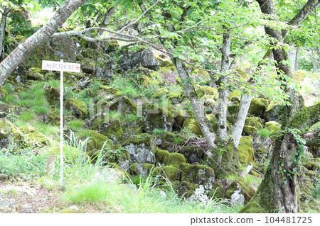 Ritsuunkyo Mountain cherry blossoms and a group of moss-covered huge rocks (Takeda Castle Ruins, Asago City, Hyogo Prefecture) 104481725