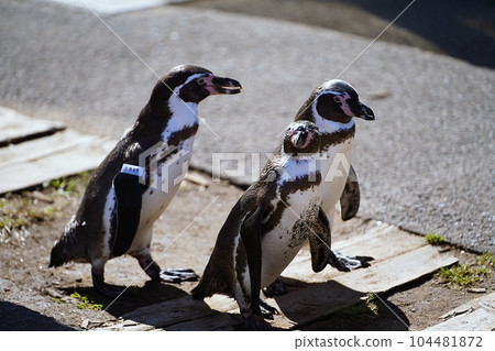 Otaru Aquarium Excursion to the sea of penguins Otaru Aquarium Excursion to the sea of penguins 104481872
