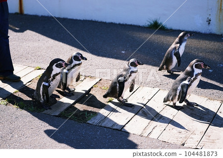 小樽水族館 遊覽企鵝之海 小樽水族館 遊覽企鵝之海 104481873