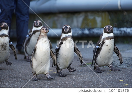 Otaru Aquarium Excursion to the sea of penguins 104481876