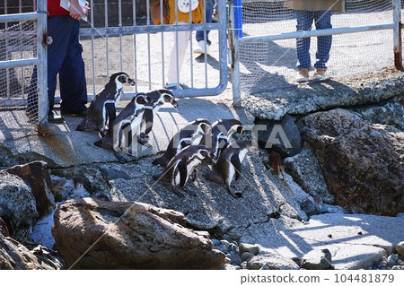 Otaru Aquarium Excursion to the sea of penguins Otaru Aquarium Excursion to the sea of penguins 104481879