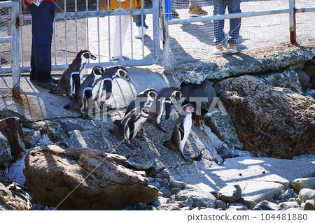 Otaru Aquarium Excursion to the sea of penguins Otaru Aquarium Excursion to the sea of penguins 104481880