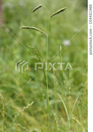 A natural plant, the striped barnyard millet, a weed that grows nearly one meter. It will be stepped on and grow strong 104481966