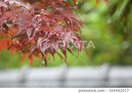 Maple leaves wet in the rain Maple leaves wet in the rain 104482017