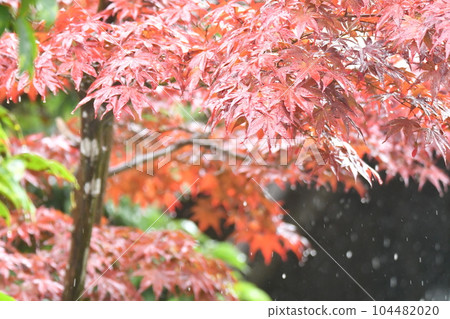 楓葉在雨中濕潤 楓葉在雨中濕潤 104482020