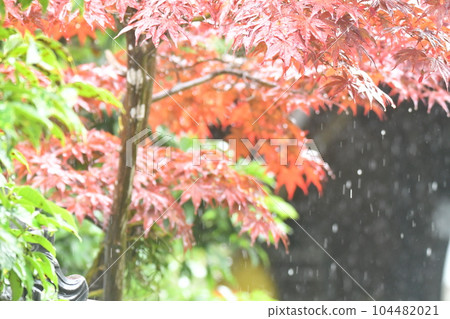 楓葉在雨中濕潤 楓葉在雨中濕潤 104482021