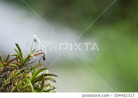 普蘭花上的蒼蠅 104482323