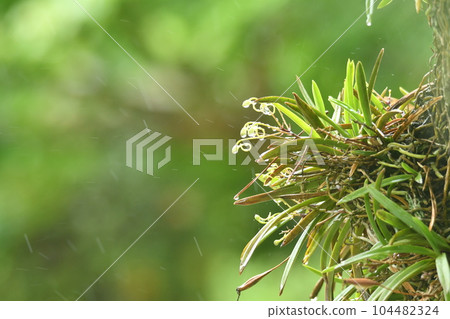 雨中的普蘭花蕾 雨中的普蘭花蕾 104482324