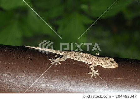 Gecko (Japanese gecko) Gecko (Japanese gecko) 104482347