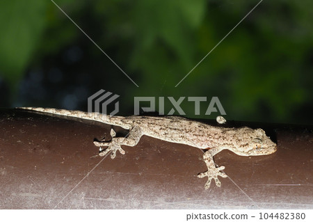 壁虎（日本壁虎） 104482380
