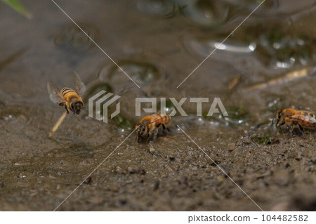 收集土壤礦物質的蜜蜂 收集土壤礦物質的蜜蜂 104482582