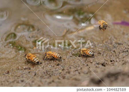 收集土壤礦物質的蜜蜂 收集土壤礦物質的蜜蜂 104482589