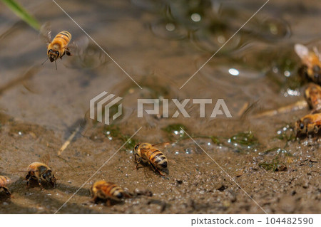 收集土壤礦物質的蜜蜂 104482590