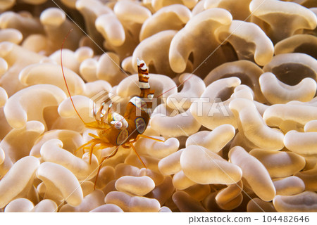 Sea anemone fish Sea anemone fish 104482646