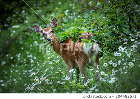 Encounter with ezo deer Encounter with ezo deer 104482671