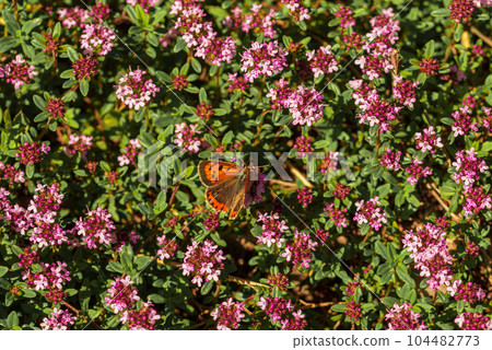 An orange butterfly flutters on oregano flowers in a spring lawn An orange butterfly flutters on oregano flowers in a spring lawn 104482773