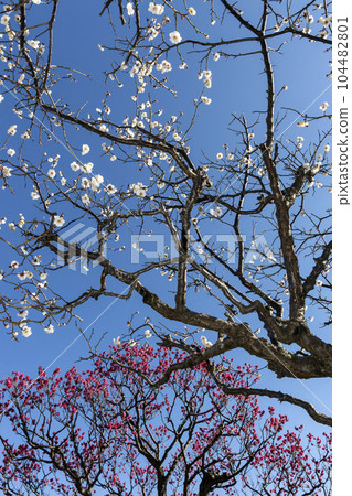 冬日天空中閃耀的白梅和紅梅的梅林風景-5 104482801