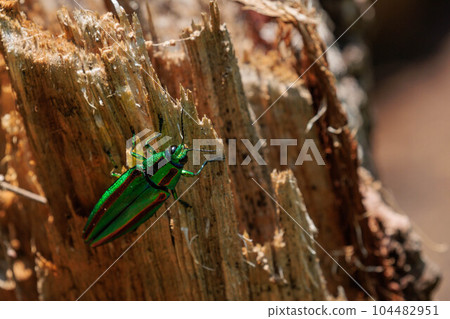 A beetle looking for a spawning site A beetle looking for a spawning site 104482951