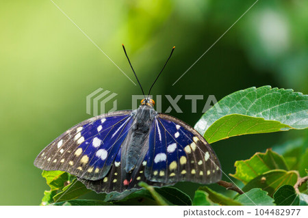 Newly hatched giant purple saki 104482977